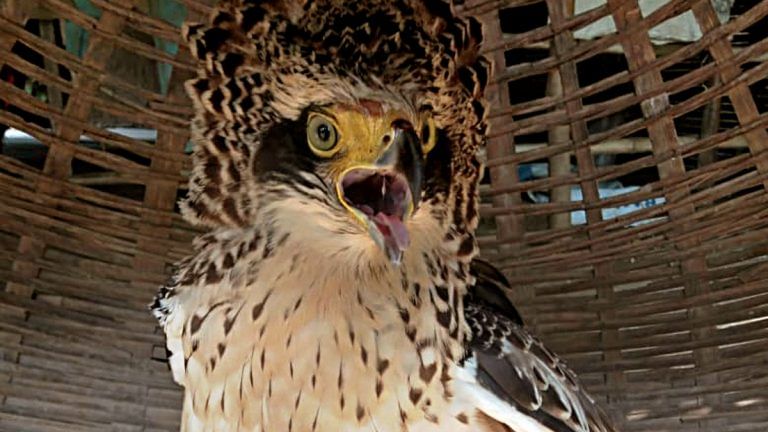 Tigers of the skies finally get a govt boost. Tamil Nadu unveils Raptor Research Foundation