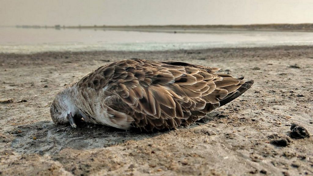 Image of a dead bird at Sambhar Salt Lake in Rajasthan rg