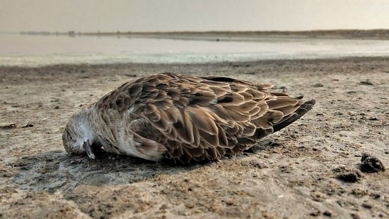Bird species today are dying out a hundred times faster than we thought
