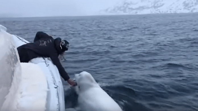 A screenshot of the viral video in which a beluga whale can be seen playing fetch
