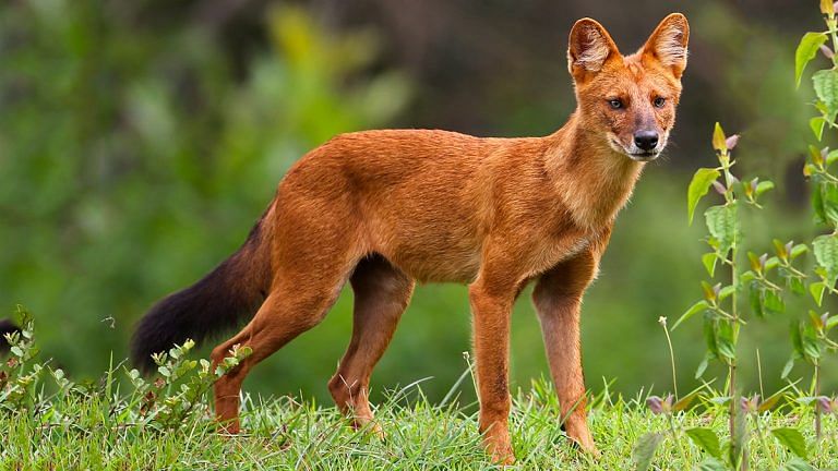 Mizoram has a wild animal that’s rarer than the tiger but is thriving
