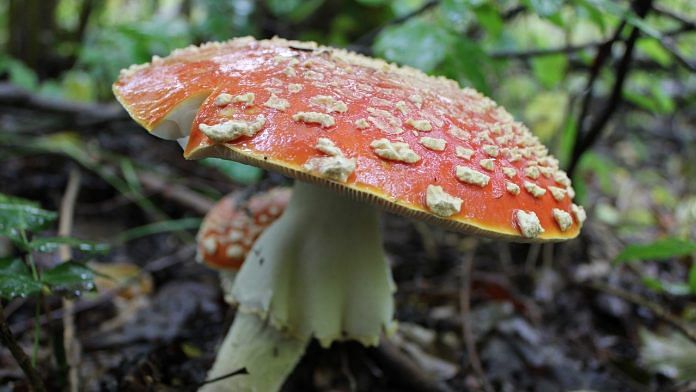 Fungus (Representational image)