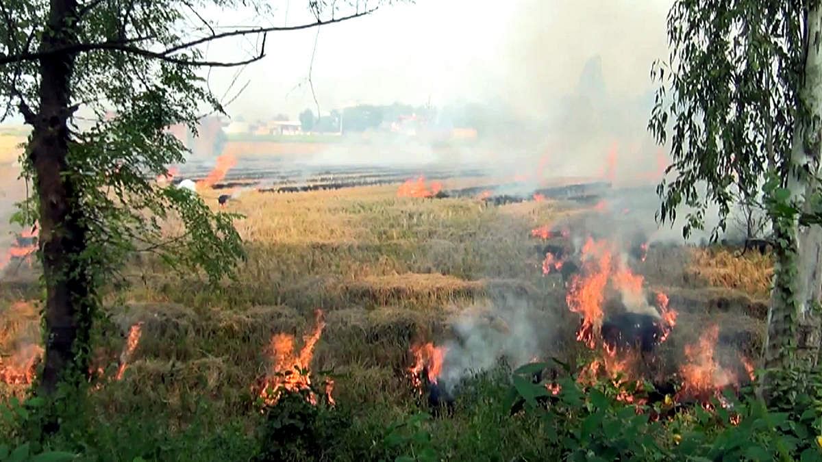 Stubble burning continues in Tarn Taran Sahib town A file photo of stubble burning in Tarn Taran Sahib town. | Photo: ANI