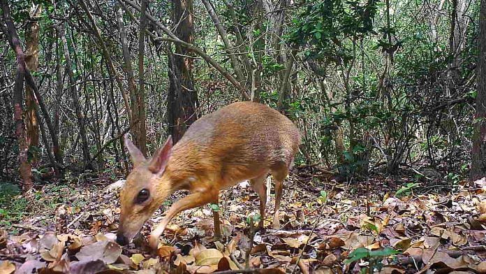 Camera trap photo of a Vietnam mouse-deer. Photo: SIE/GWC/Leibniz-IZW/NCNP