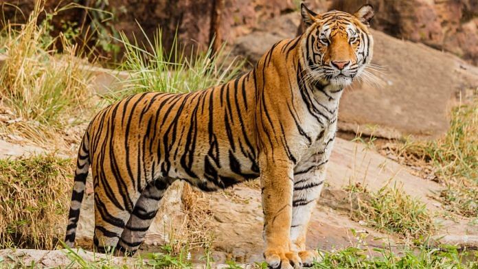 File image of a Royal Bengal tiger
