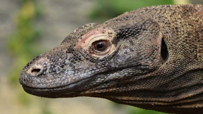 Komodo dragon blood to human nose: Where scientists are looking for new drugs