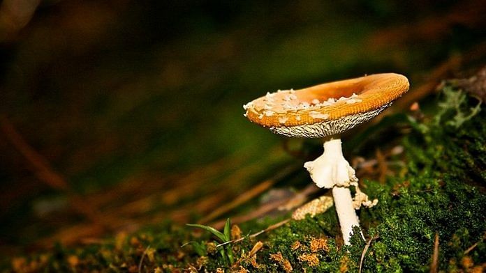 A photo of magic mushroom