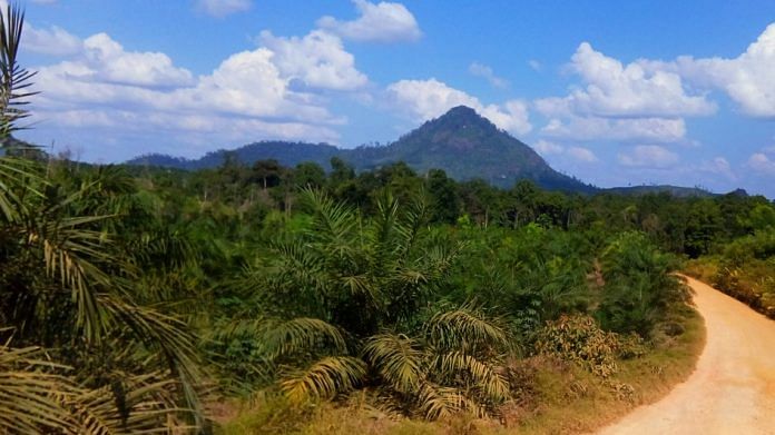 Representational image of an Indonesian palm oil plantation
