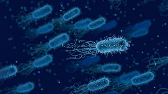 Bacteria (Representational image) | Pixabay