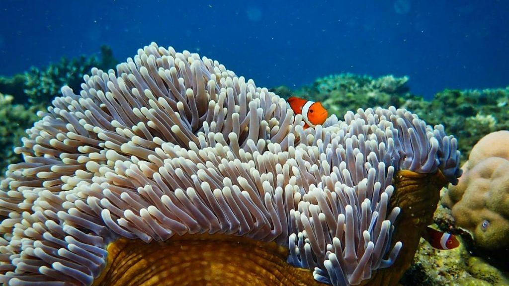A clownfish in an anemone. Clownfish was one of the various kinds of fish that were attracted to dead reefs during the experiment | Tim Gordon, University of Exeter