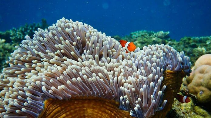 A clownfish in an anemone. Clownfish was one of the various kinds of fish that were attracted to dead reefs during the experiment | Tim Gordon, University of Exeter
