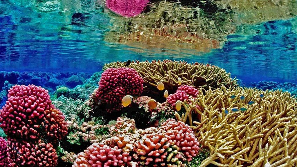 Coral reef ecosystem underwater