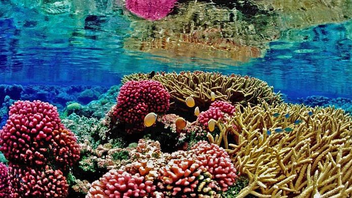Coral reef ecosystem underwater