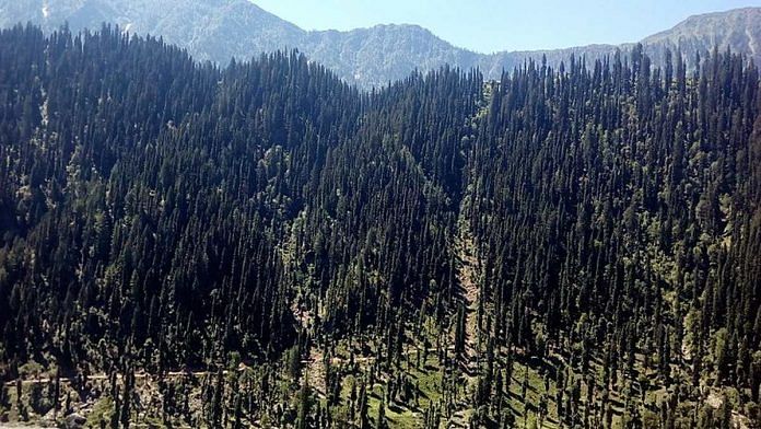 Forest in Kashmir