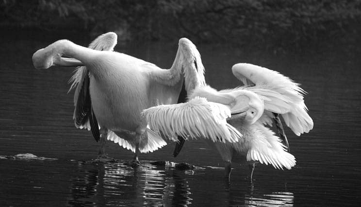 Pelicans at Bharatpur