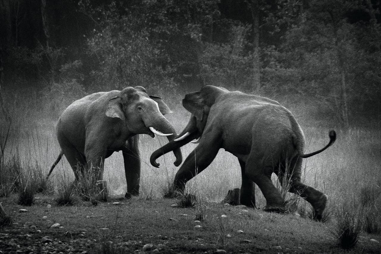 Two elephants engaged in a tussle 