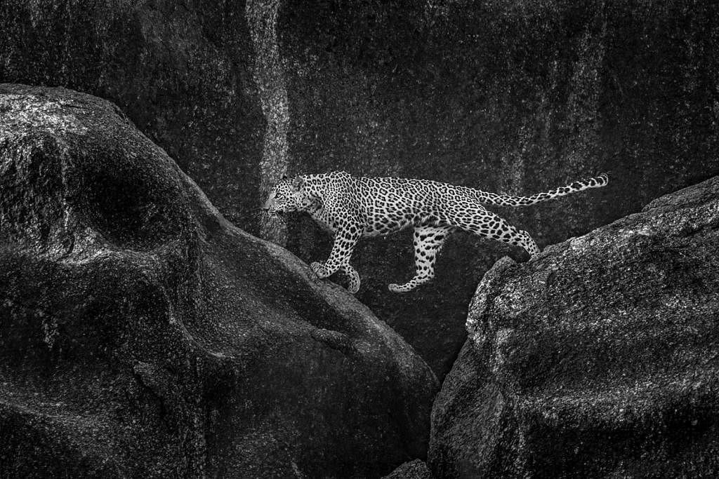 Leopard at Bera, Rajasthan 