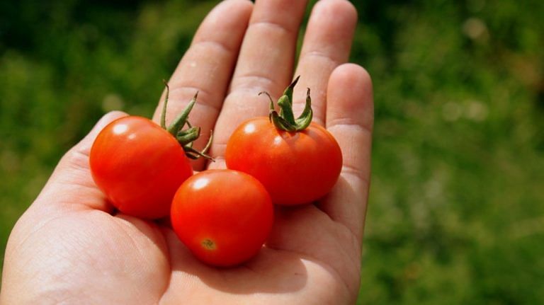 Cherry tomatoes are 80,000 yrs old. No humans were domesticating plants that long ago