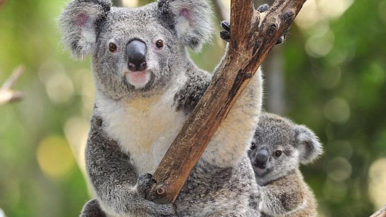 Curious koala leads Australian police on low-speed chase through railway station