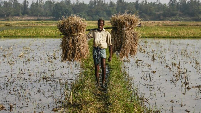 Representational image for Indian agriculture | Photo: Bloomberg