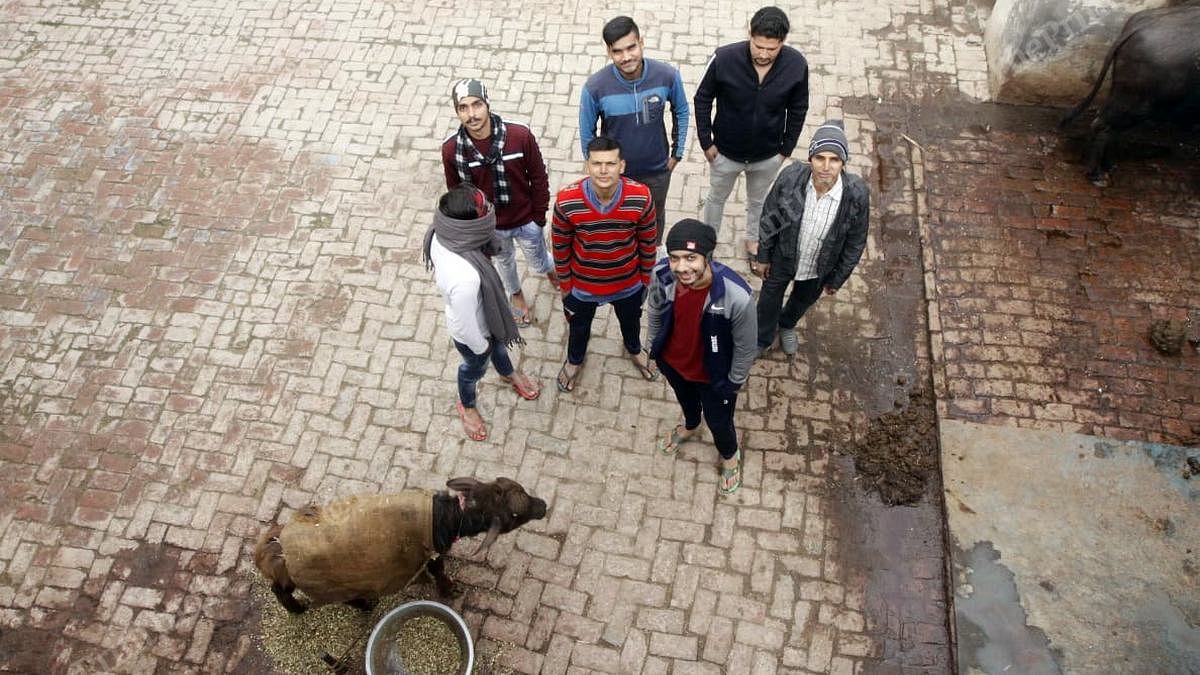 Shashank Tyagi (front, in black cap and red sweater) with his friends and a buffalo at Bhainara village | Photo: Praveen Jain | ThePrint