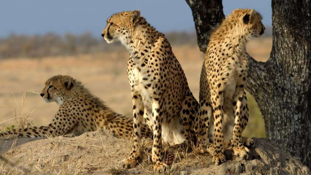 These wildlife sanctuaries in India could host cheetahs brought in from