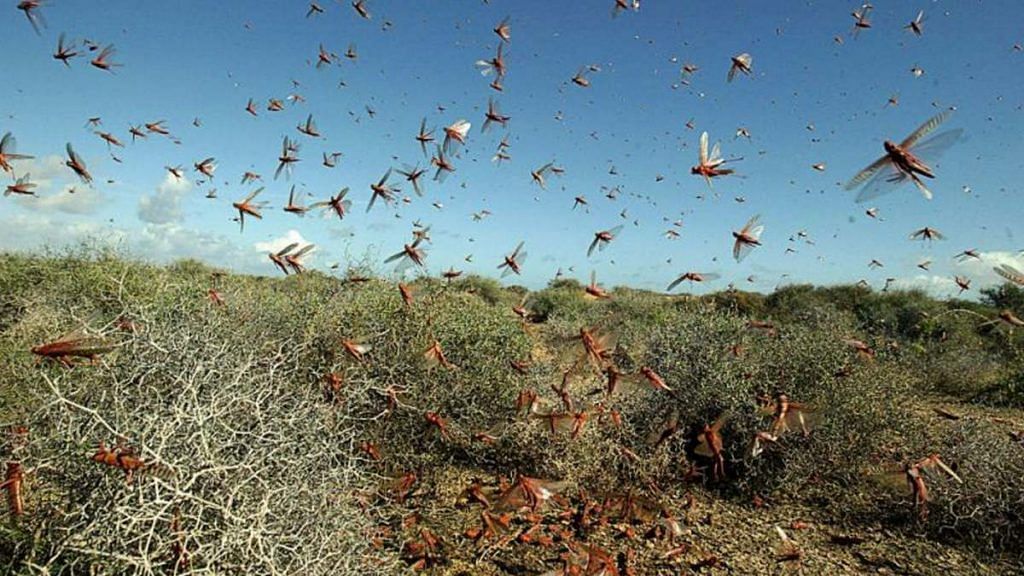 A locust infestation | Bloomberg