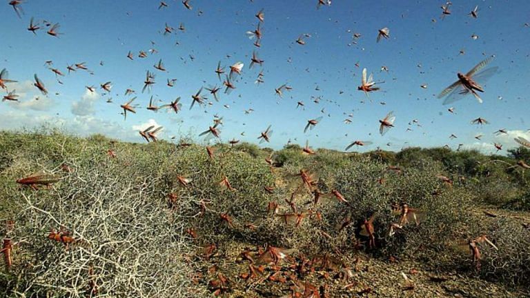 New locust swarm enters sugar cane region of Uttar Pradesh