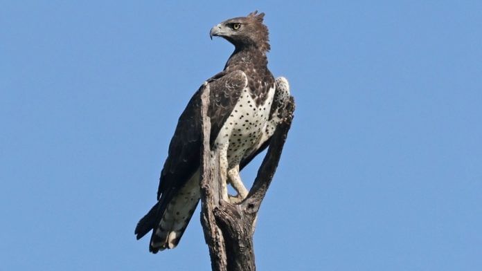 Martial Eagle | Wikimedia Commons