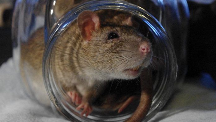 Researchers found that rat whiskers can be accurately described by a simple mathematical equation known as the Euler spiral. | Flickr