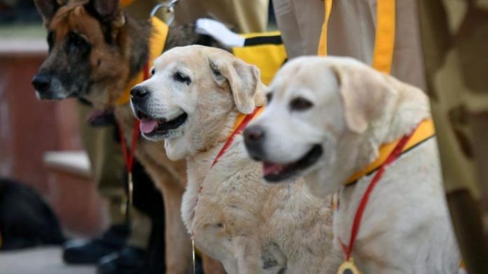 Service dogs in the Indian army | Representational Image | Hindustan Times