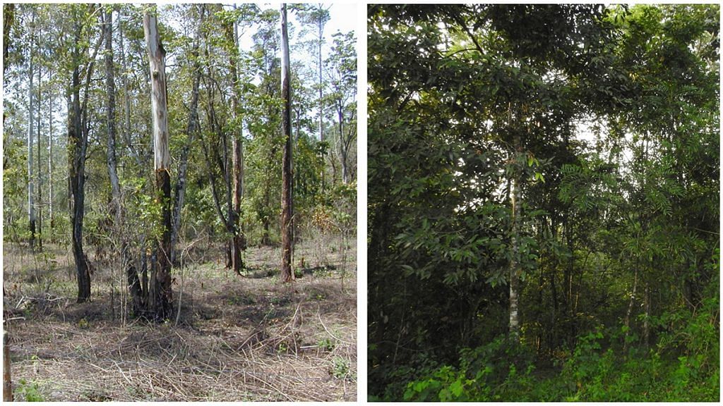 A degraded rainforest site (left) in 2004, from where invasive weeds have been cleared in preparation for restoration, and the same site in 2018, showing some recovery (right)