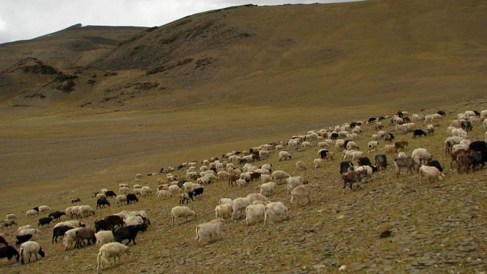 Sheep in Ladakh | Representational image | Flickr
