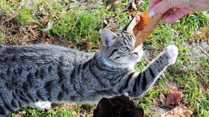Women are more likely to feed free-ranging cats, or stray cats, than men, finds study | Representative image | pxfuel