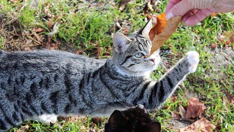 How safe are pets from Covid-19? Finding the answer to that raises more questions