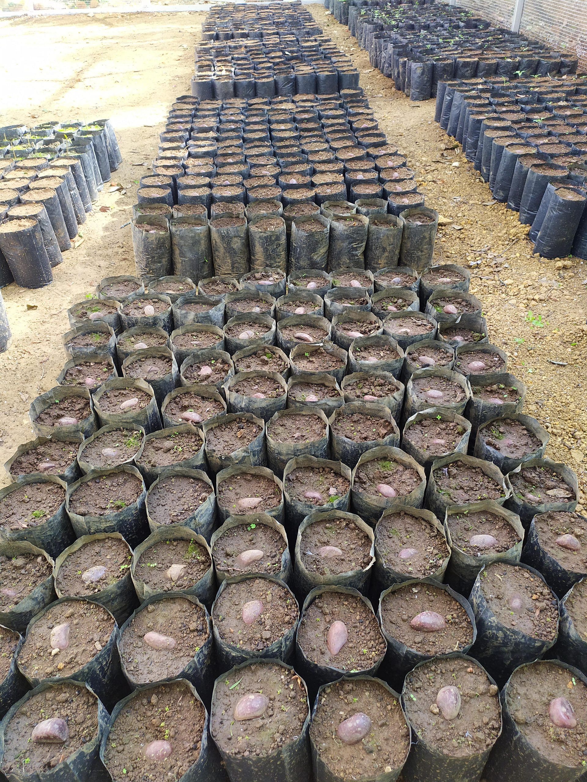 Native tree seeds collected from roadsides and forest edges are planted in a rainforest nursery