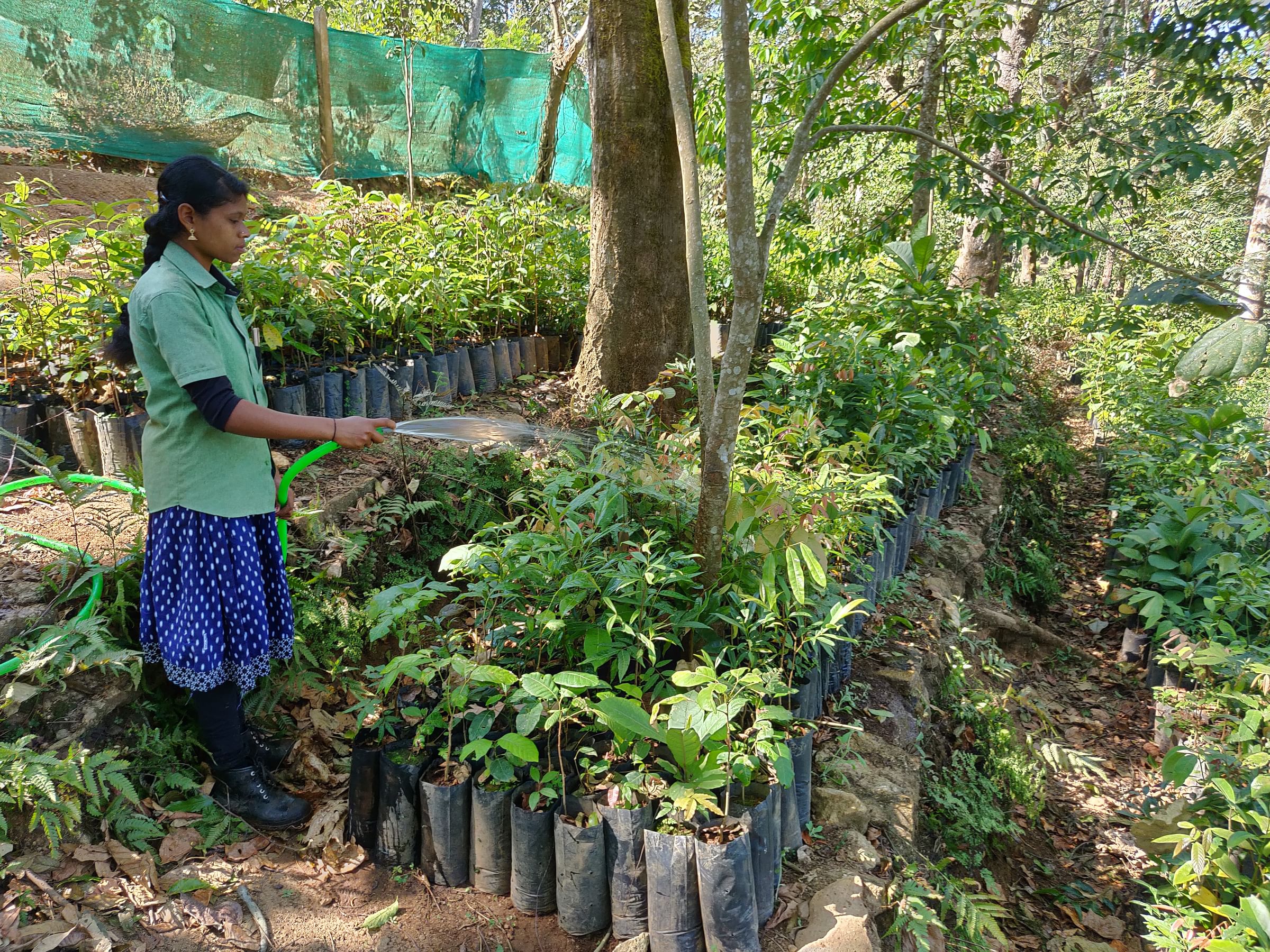 Young trees are raised for up to three years in the rainforest nursery before they are ready for translocation to restoration sites.