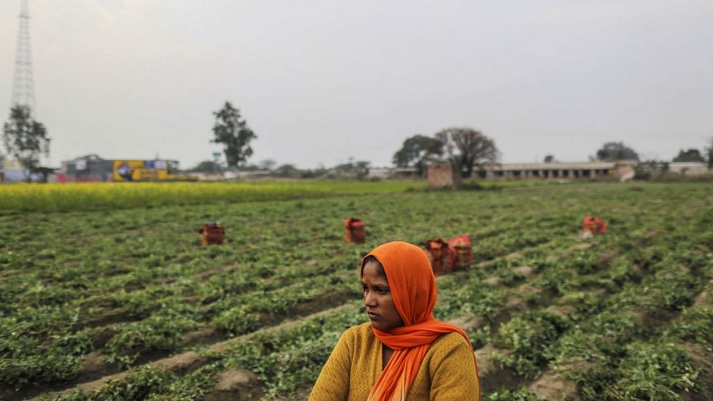 A labourer takes a break at a green peas field in Amritsar, Punjab| Dhiraj Singh/Bloomberg