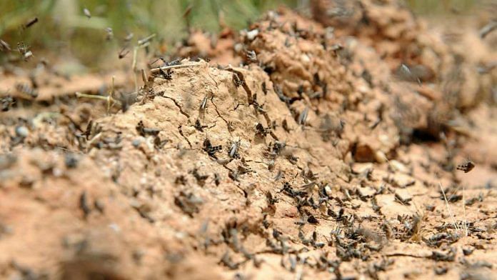 Locust swarms from Pakistan entered India through Jalore and Jaisalmer districts in Rajasthan (Representative image) | Bloomberg
