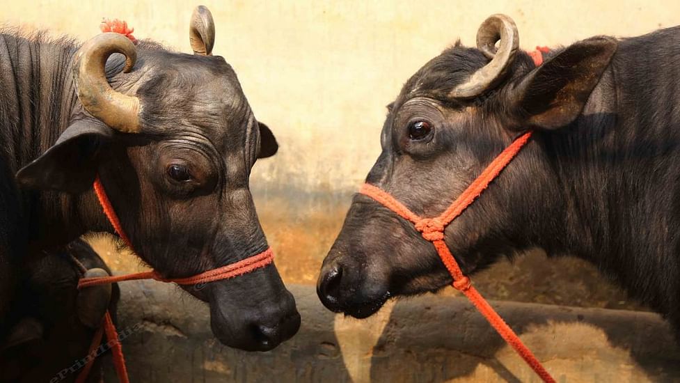 regiment søvn St Audis don't give milk' — why Haryana farmers would rather buy a Murrah  buffalo