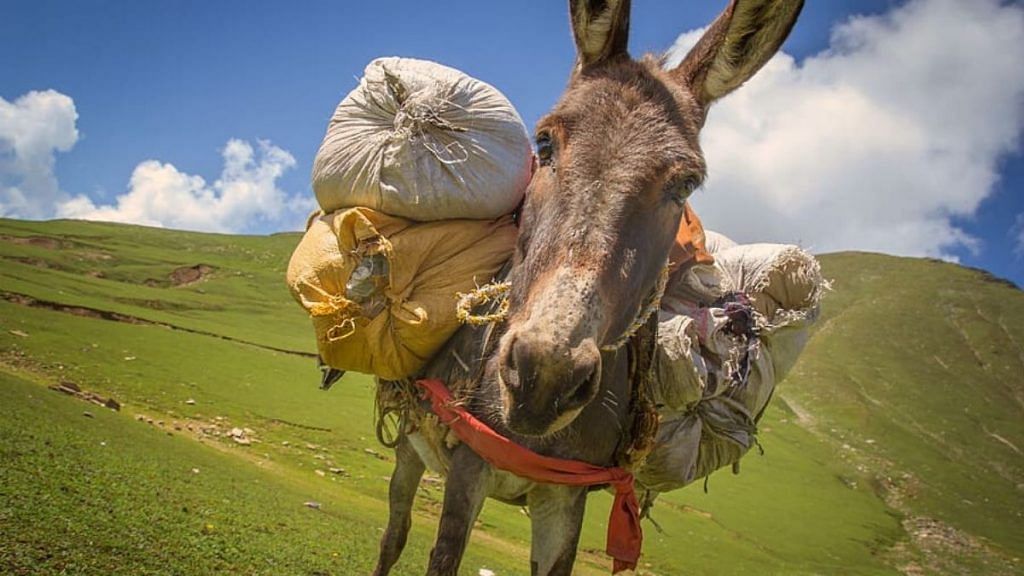 A donkey on a mountain | Representational image