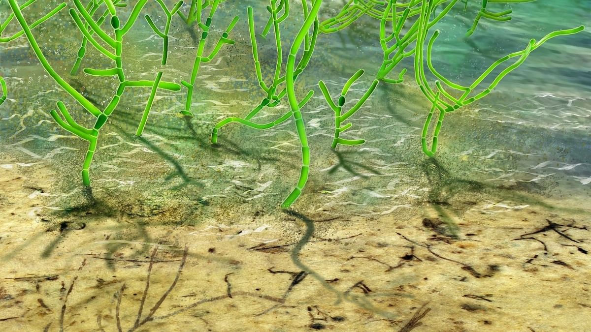 Scientists discover world's oldest green algae fossil in China