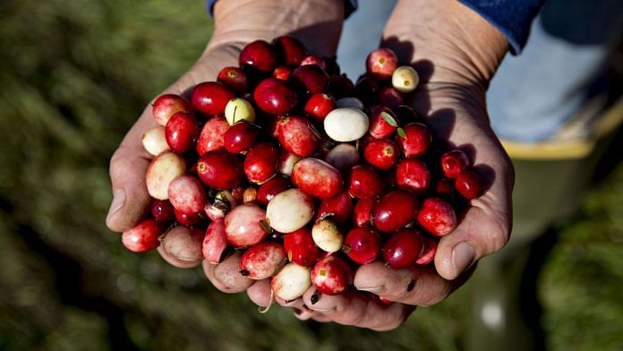 Cranberries are displayed for a photograph during harvest in Camp Douglas, Wisconsin, U.S. | Photographer: Daniel Acker | Bloomberg