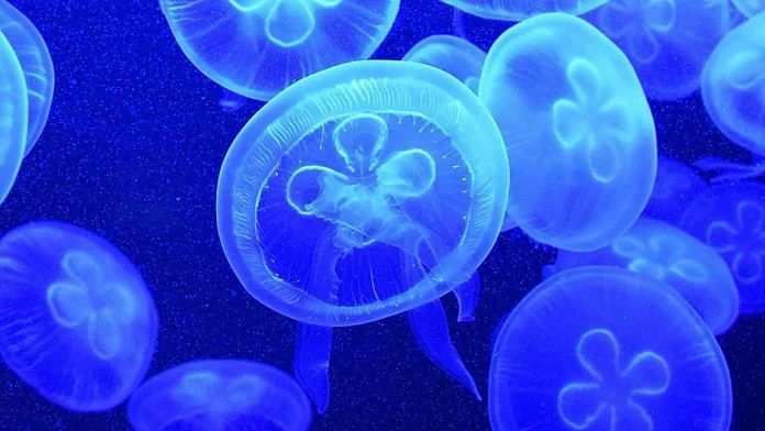 jelly fish under water