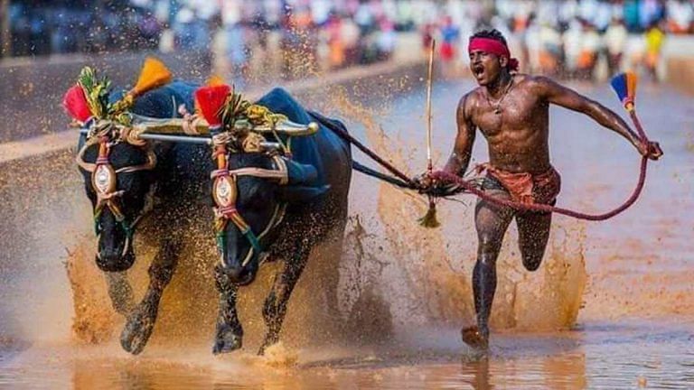 Buffalo racer, called ‘India’s Usain Bolt’, is injured in fall but doesn’t want to miss action