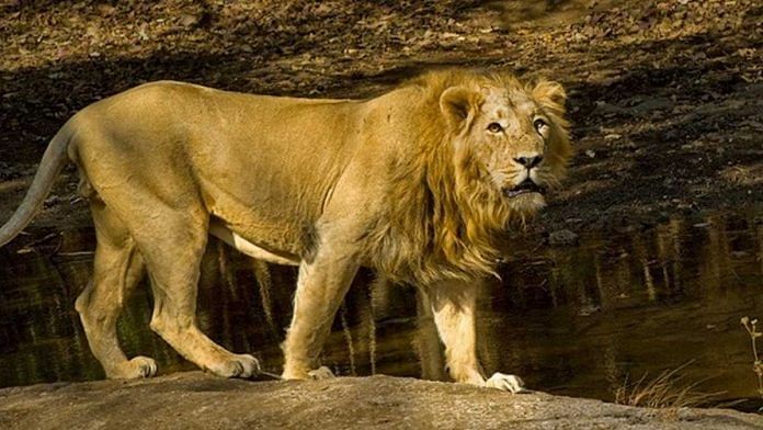 As of today, an estimated 500 lions are in the Gir forests