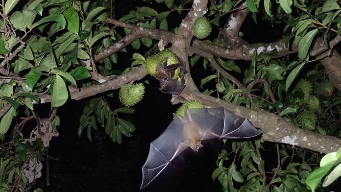 Representational image of bats | Photo | Pexels