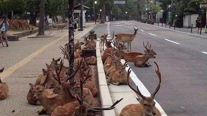 Deer on road