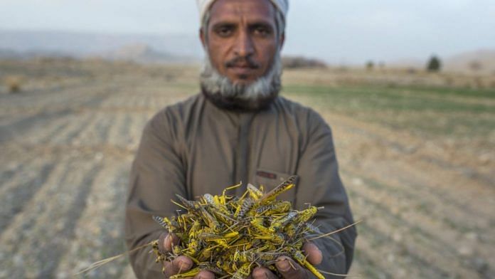 Saadullah Zehri, a farmer who lost his crops to locusts. | Photographer: Asim Hafeez | Bloomberg