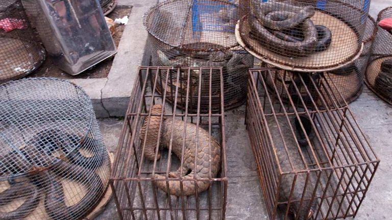 Coronavirus should finally make us act on illegal wildlife trade